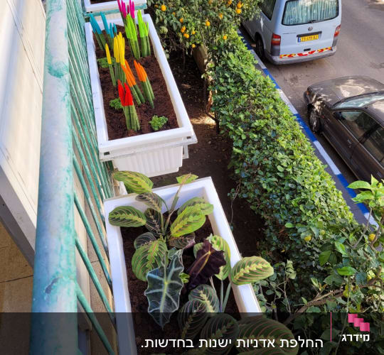 עציצים עם צמחים צבעוניים על מעקה מרפסת